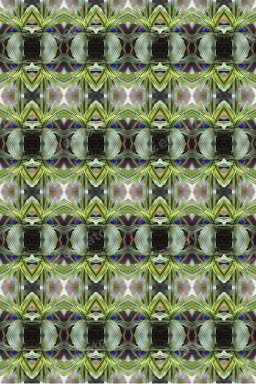 Preview: A Dracaena Reflexa Lemon Surprise Plant Abstract With Vivid Striped Leaves 0481