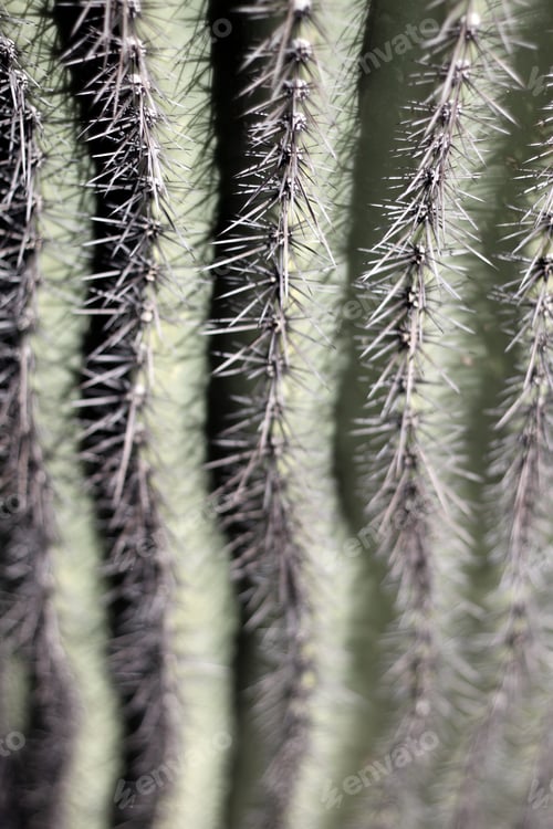Preview: A Saguaro Cactus With Sharp Spines 0280