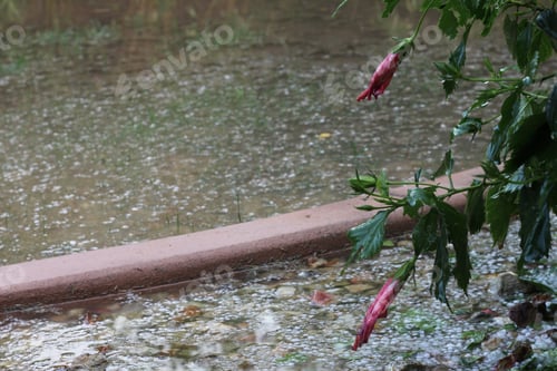 Preview: A Hibiscus Bush During A Hail Storm 4475