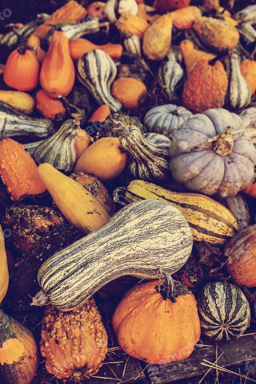 Preview: Pumpkins