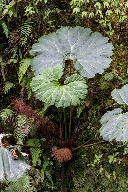 Preview: Large Leaves Of The Gunnera Insignis Plant Commonly Known As Poor Mans Umbrella, Growing In The