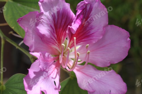 Preview: An Orchid Tree With Purple Flowers 5346