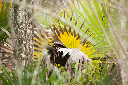 Preview: Palm In Yellow And Green