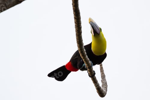 Preview: Wild Chestnut Mandibles Toucan Perched On A Tree Branch In The Costa Rica South Pacific
