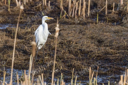 Preview: Beautiful Great White Egret Looking For Fish In A Shallow Tidal Pond Near Hunter Creek In The