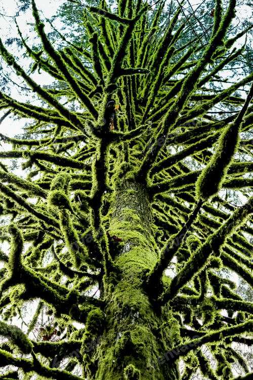 Preview: Ancient Forest In Vancouver - Lot Of Moss Covered Big Tree.