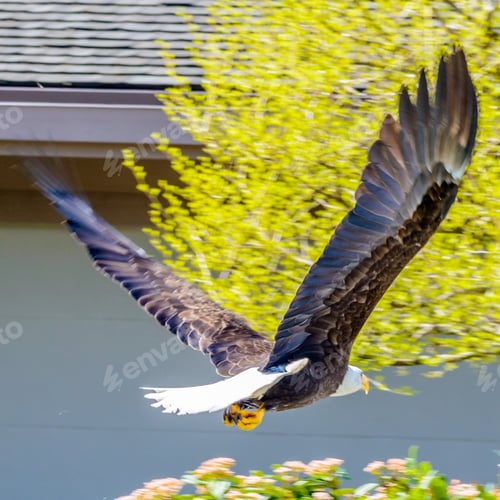 Preview: A Bald Eagle Flying (Lat. Haliaeetus Leucocephalus) In Vancouver, Canada.