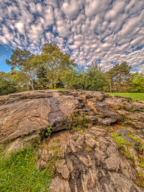 Preview: Central Park, New York City In Summer With Flowers