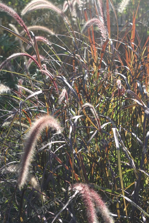 Preview: Tall Blades Of Prairie Grass With Feathery Plumes 2761