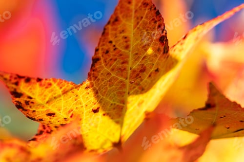 Preview: Colorful Autumn Leaf Close-Up Against Blue Sky