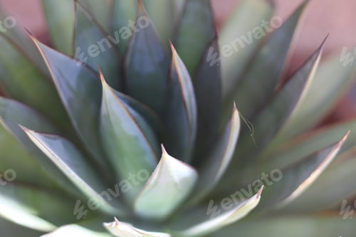 Preview: A Blue Glow Agave Plant 6398