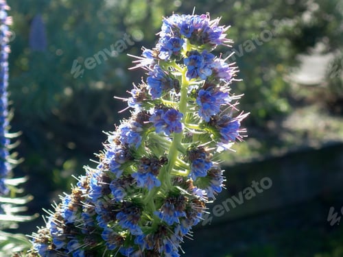 Preview: Blue Flowers In The Sunshine