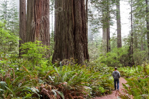 Preview: Man Walking Thru A Prehistoric Looking Forest With Giant Redwood Trees