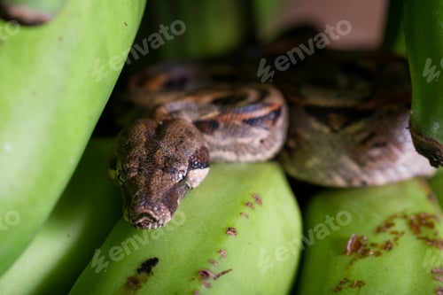 Preview: Young Boa Constrictor Resting On A Bunch Of Green Bananas I Had Just Harvested