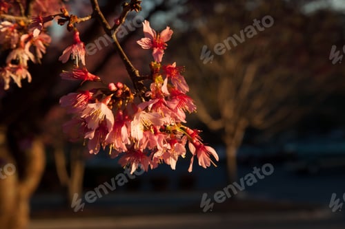 Preview: Cherry Tree Blooming