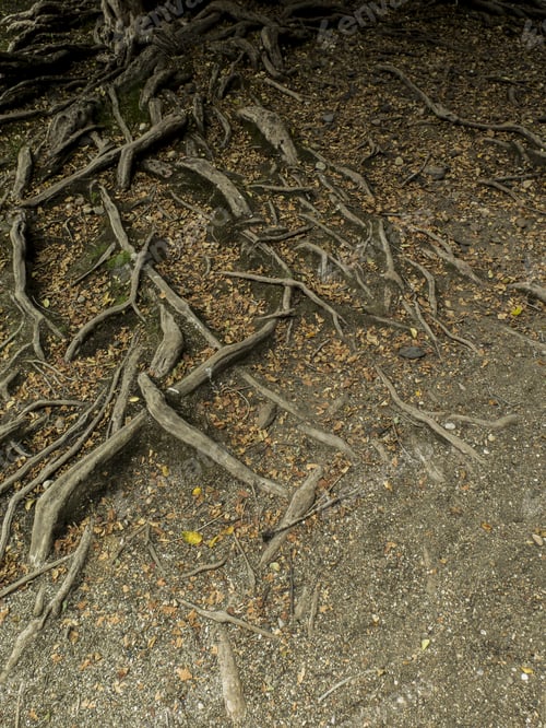 Preview: Entagled Roots Of Myceugenia Exsucca, Tree That Grows On Swampy Areas. Patagonia. Lacar Lake Coast.