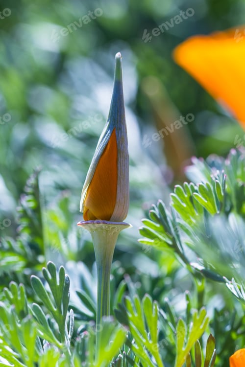 Preview: Close Up Of A California Poppy In Spring Time With Bright Beautiful Orange Color