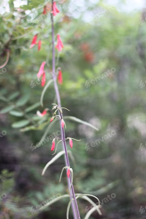 Preview: A Firecracker Penstemon With Pink Flowers 8343