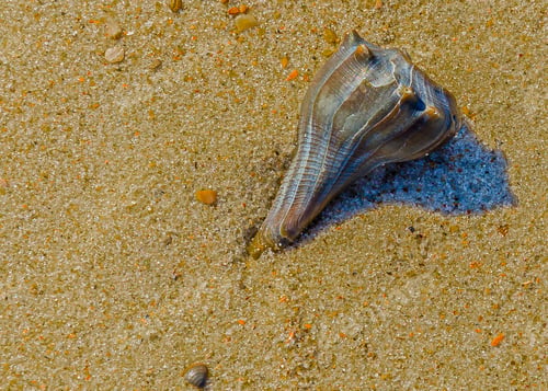 Preview: Background Of Evening Light On A Water Worn Conch Shell Lying On A Florida Beach.