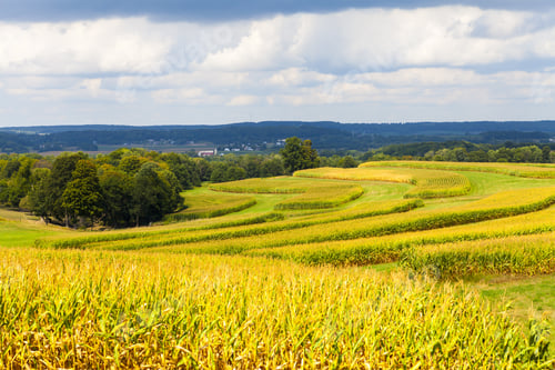 Preview: American Countryside Corn Field With Stormy Sky
