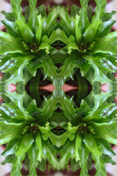 Vista previa: A Crissie Birds Nest Fern Plant Abstract With Crinkly Green Leaves 0305