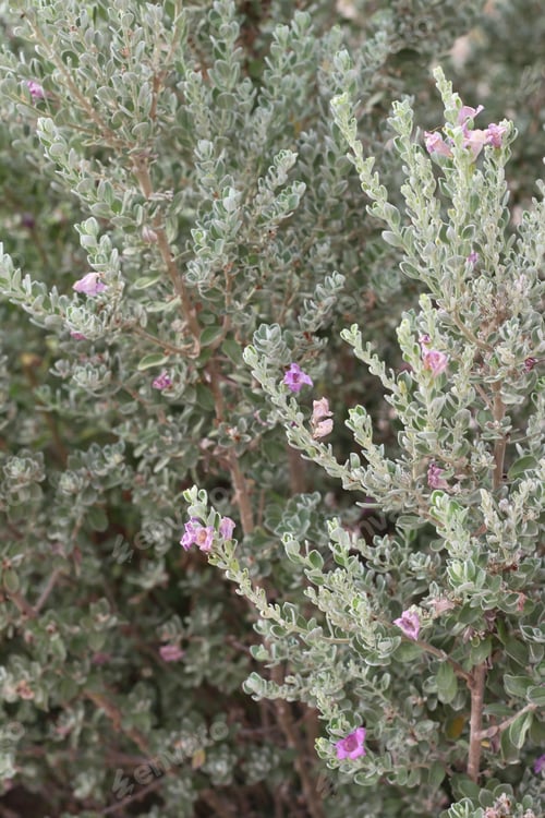Preview: A Leucophyllum Fructescens Cenizo Plant With Purple Flowers 0735