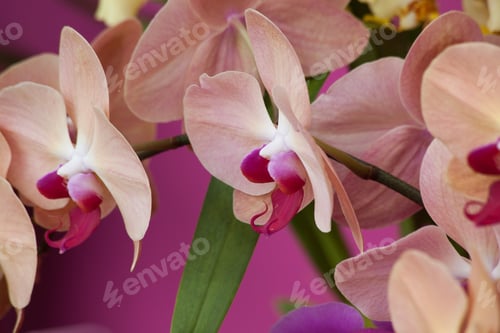 Preview: Exotic Orchids Against A Pink Background