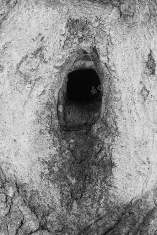 Preview: Abstract Of The Wounds Of A Tree