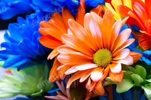 Preview: Close Up Of A Beautiful Daisy In A Deep Orange Color For A Spring Concept