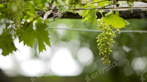 Preview: Green Grapes On A Rainy Day With Bokeh In The Background, Patagonia Argentina, Mendoza. Wine Grapes.