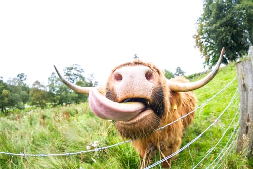 Preview: Close Up Of The Toungue Of A Large Scottish Highland Bull