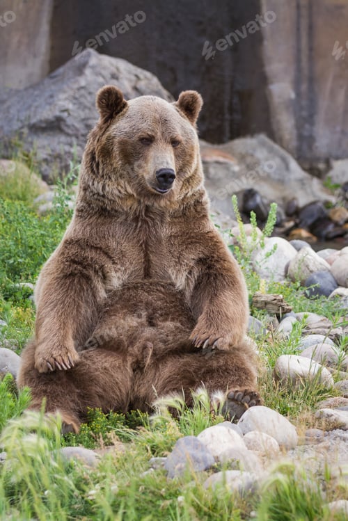 Preview: Adult Male Grizzly Bear Sitting On His Rear End Reaching For His Rear Feet