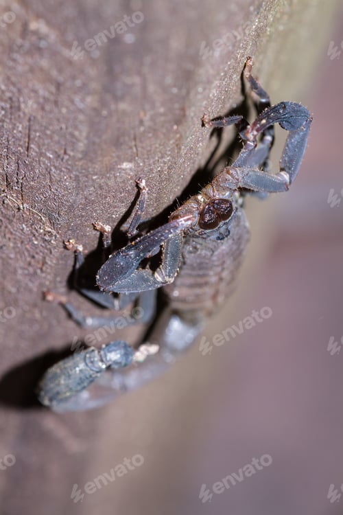 Preview: Large Dark Brown Scorpion Found Climbing Up A Wooden Pillar In The Costa Rican Rainforest
