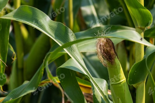 Preview: Closeup Of Corn In A Field Ready To Be Harvested