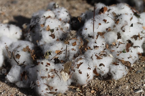 Preview: A Closeup Of A Boll Of Cotton Fresh From The Field 4684