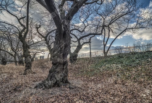 Preview: Central Park, New York City In Winter With Barren Cherry Trees