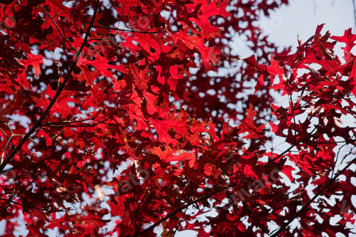 Preview: Colorful November -Red Maple Leaves Against Blue Sky