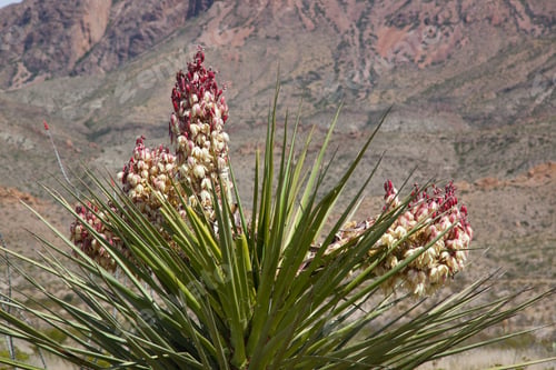 Preview: Yucca Cactus In A Desert