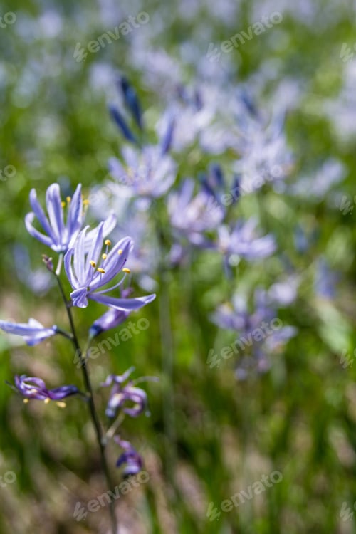 Preview: Close Up Using A Wild Angle Of A Group Of Wildflowers Covering A Hillside