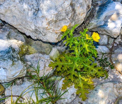 Preview: A Yellow Mexican Prickly Poppy Wildflower Growing Among Rocks With Other Weeds And Grasses In Rocks