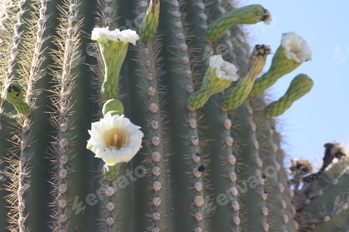 Preview: Saguaro Cactus Blossoms in the Desert Sunlight