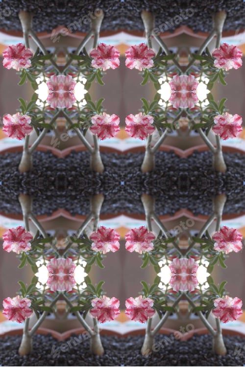 Preview: A Closeup Of An Adenium Plant With Double Bloom Pink And White Flowers 0165