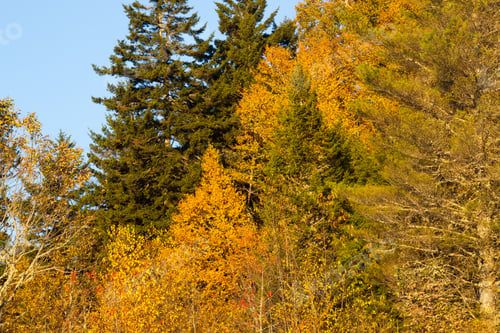 Preview: Autumn Tree With Vibrant Colors