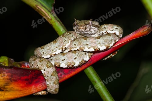 Preview: Close Up Of A Eyelash Viper Wrapped Around A Tropical Flower In Costa Rica