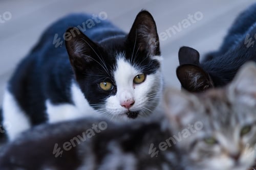 Preview: Close Up Of An Outdoor Kitten With An Intense Look In His Eyes
