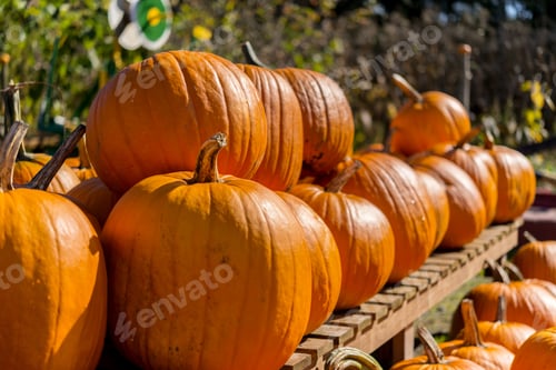 Preview: Pumpkin Patch Farm Series - Beautiful Well Grown Yellow Pumpkin On The Shelf 1