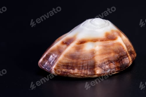 Preview: Colorful Beautiful Sea Shell With Amazing Layers And Details On A Black Background