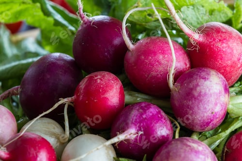 Preview: Close Up Of Raw Organic Radishes For A Healthy Diet Or Nutritional Food Concept