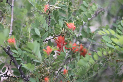 Preview: A Bush Of Castilleja Subinclusa With Orange Flowers 8157