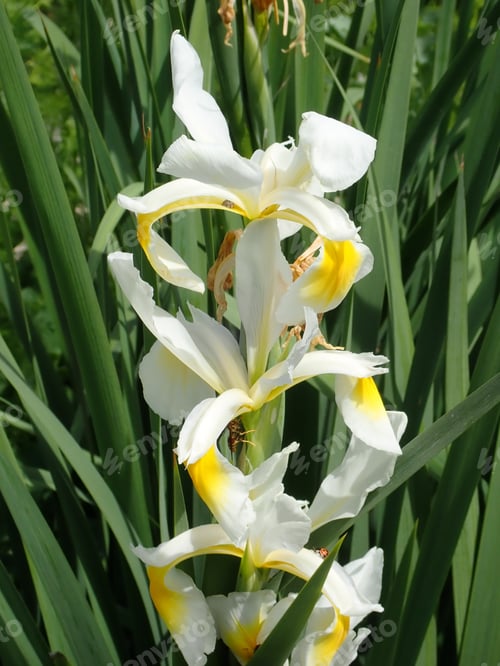 Preview: Close Up Of A Lilly Outdoors